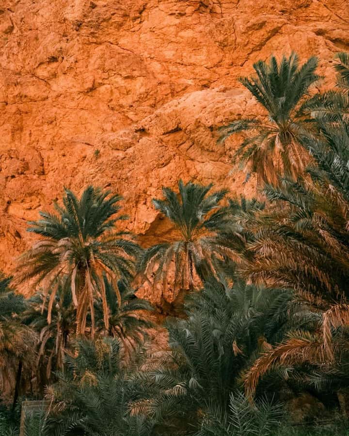 From Muscat:Private Wadi Shab and Bimmah SinkHole Tour - Booking Reality Check: Pickup and the One Thing to Confirm