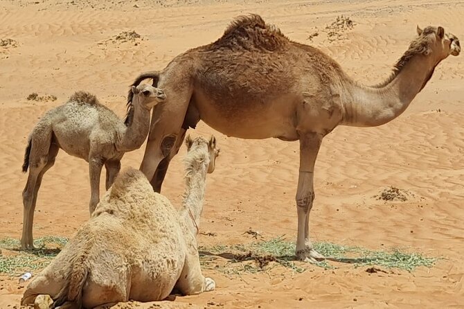 From Muscat: Wadi Hawar and Wahiba Sands Desert Tour - Timing, Pace, And What You Should Pack