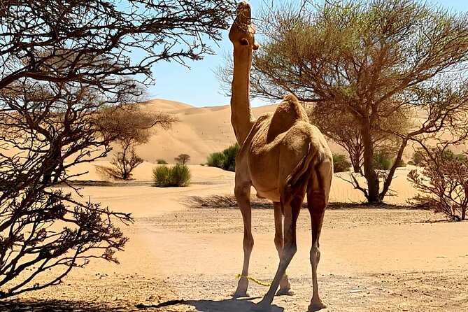 From Muscat: Wadi Hawar and Wahiba Sands Desert Tour - Who This Tour Fits Best