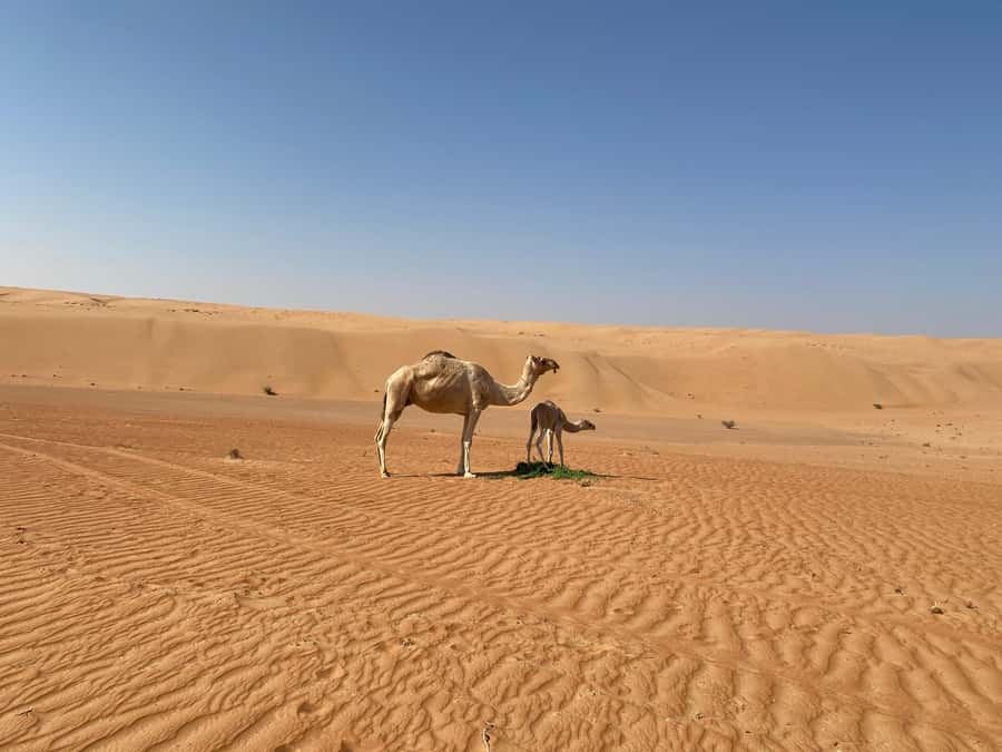 From Muscat: Wahiba Sands Sunset with Desert Camp Dinner - Why Wahiba Sands Sunset Safari Feels Worth Your Time