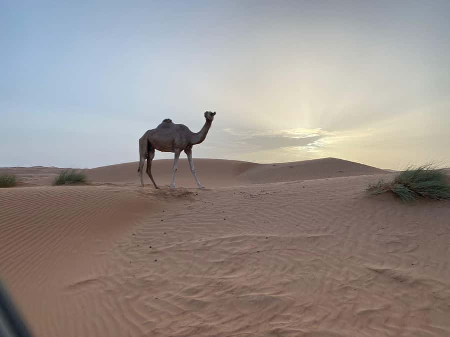 From Muscat: Wahiba Sands Sunset with Desert Camp Dinner - Timing From Muscat: What Noon Pickup Changes