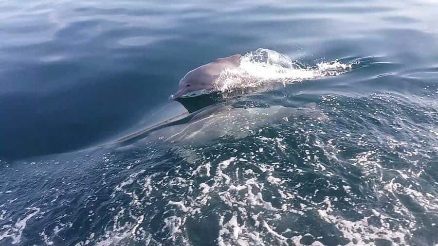 From UAE: Musandam Khasab Dolphin Watching Trip with Lunch - Price and what you really get for $140