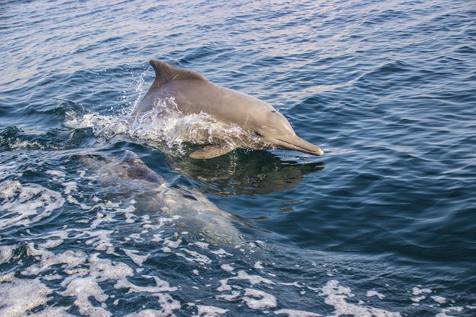 Full-Day Dhow Cruise in Khasab Musandam - Who Should Book This Cruise (and Who Might Want a Different Option)