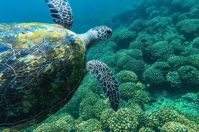 Full Day Dimaniyat Island Excursion - Why the Dimaniyat Islands are such a strong snorkeling bet