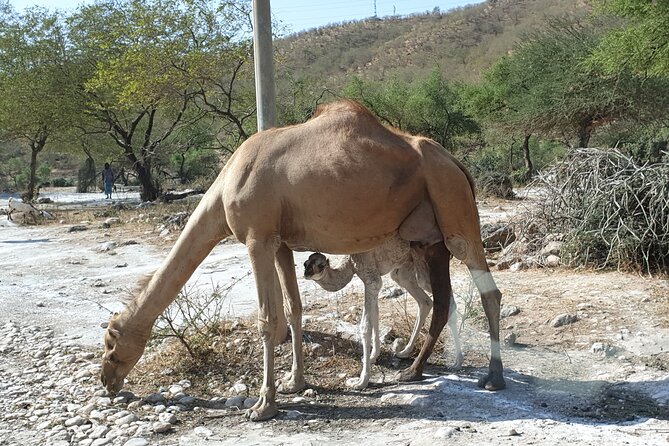 Full Day Guided Salalah a Combination of East and West tour - Price and Logistics You Can Actually Plan Around