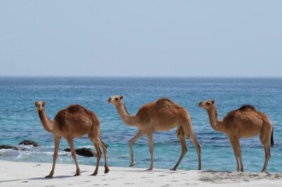 Full Day Guided Salalah a Combination of East and West tour