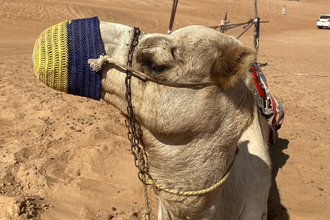Full-Day Private Tour of Wahiba Sands Desert and Wadi Bani Khalid - Lunch, Water, and Coffee: What You Really Get on an 8-Hour Day