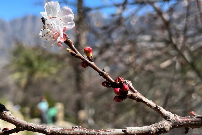 Full Day Tour from Wakan to Jebel Akhdar Trekking - Jebel Akhdar and the Green Mountains: pomegranates and rose water