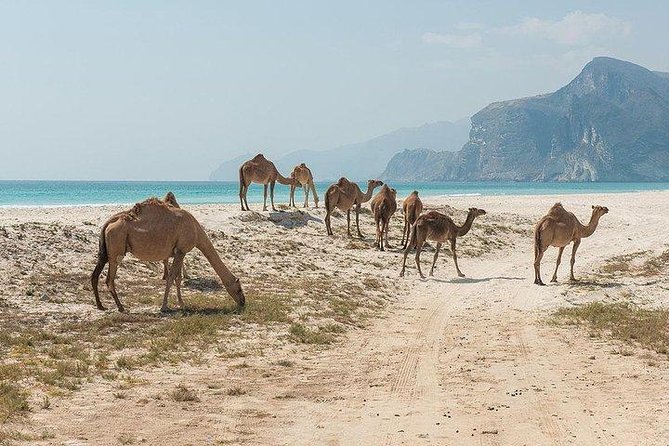 Full day west tour of Salalah - Price and Value: What $220 Per Person Really Buys