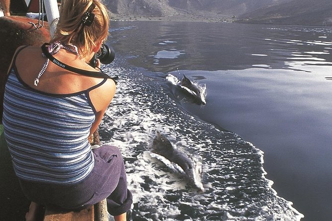 Half Day Dolphin Watching Musandam Dhow Cruise - Telegraph Island swim and snorkel: clear water time you can actually enjoy