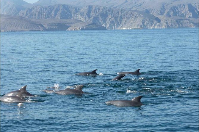 Half Day Dolphin Watching Musandam Dhow Cruise - Who this trip is best for