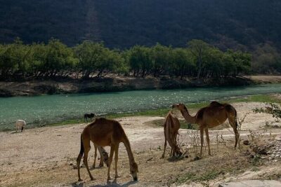 Half-Day Private Salalah East Tour