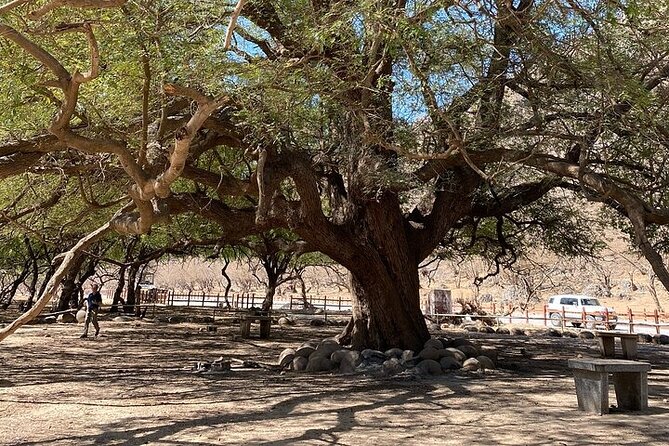 Half-Day Private Salalah East Tour - Stop 4: Salalah baobab trees and why age matters here