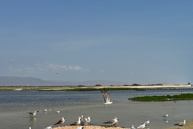 Historical Salalah City Tour - Coconut drink in the fruit market, plus short beach time