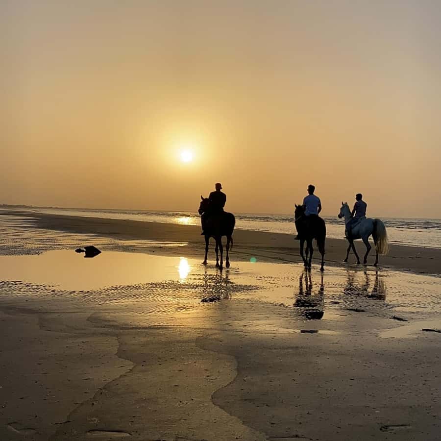 Horse riding in muscat beach - The Pace Rules: No Galloping, So Aim for a Calm Ride