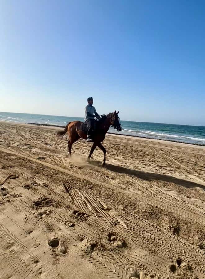 Horse riding in muscat beach - Arabian Horses and Safety: What to Watch During Setup