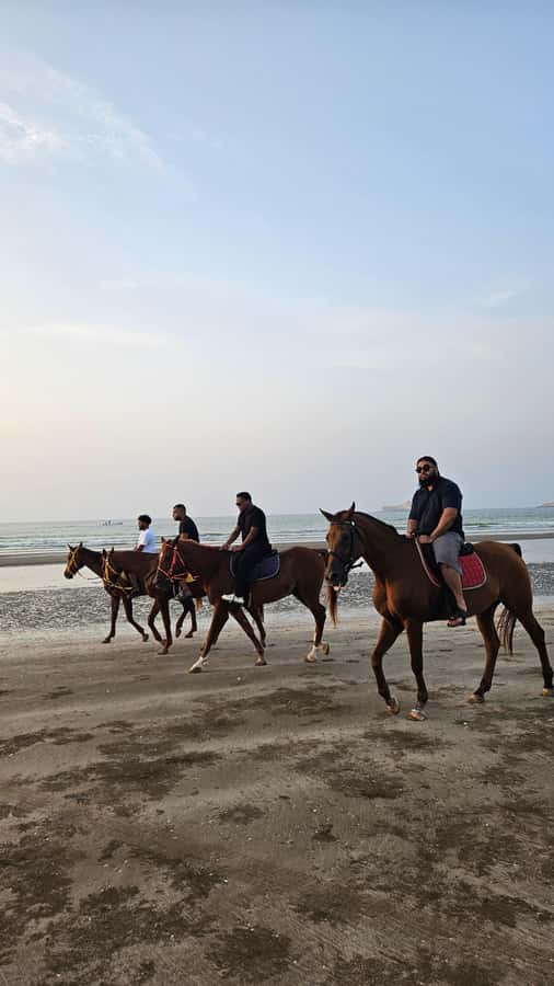 Horse Riding Muscat | Beach Horse Riding - Where you meet, and how the start and end points work