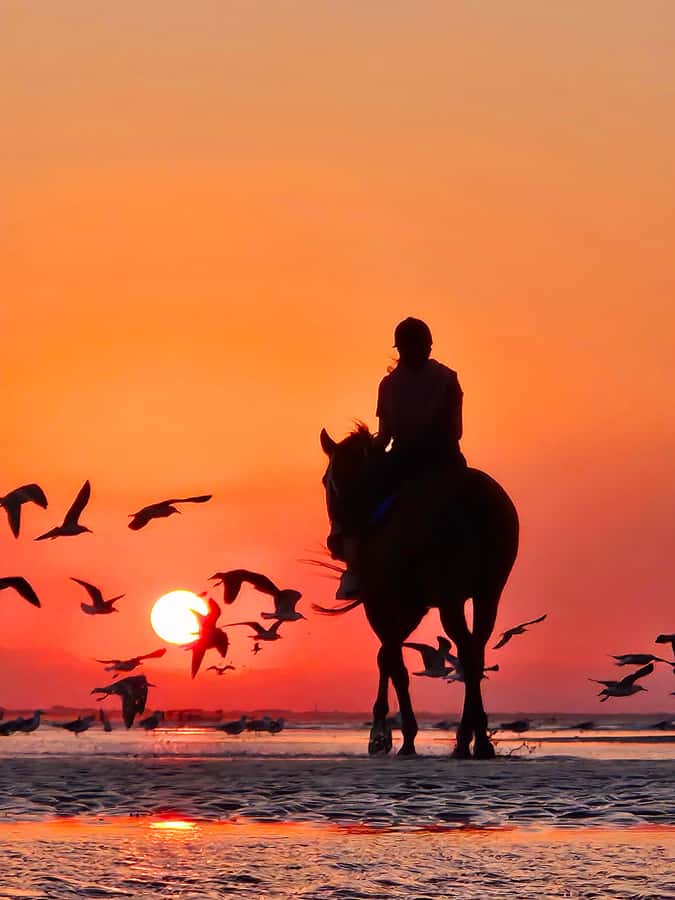 Horse Riding Oman - 2 hour ride - Price and Value: Is $140 Reasonable for a 2-Hour Beach Ride?