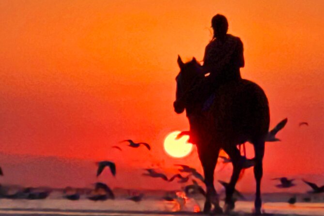 Horseback Riding Muscat Beach - Horses, Rider Levels, and the Chance for a Faster Gait