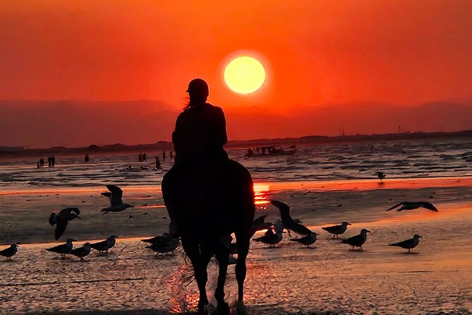 Horseback Riding Muscat Beach - Photo and Video Help: Why the Guide With a Camera Matters