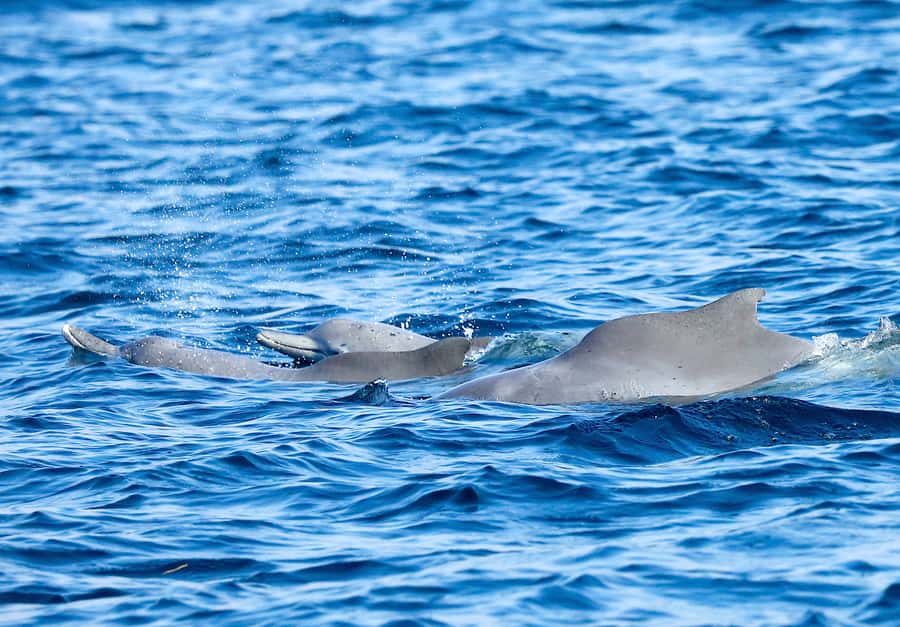 Khasab: Half-Day Dhow Cruise with Dolphin Watching - Onboard Food, Drinks, and the Dhow Crew’s Role