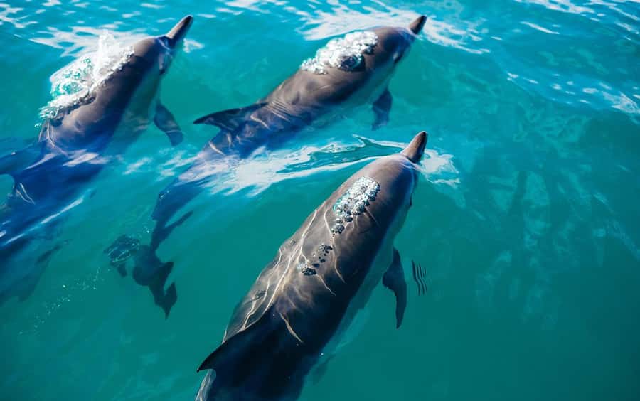 Khasab: Khor Sham Half-Day Cruise with Snorkeling & Dolphins - Onboard comforts that make the sea time feel easy