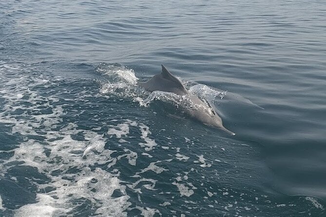 Khasab Musandam Full Day dhow cruise with lunch and Snorkeling - Omani buffet lunch onboard, plus coffee and non-alcoholic drinks