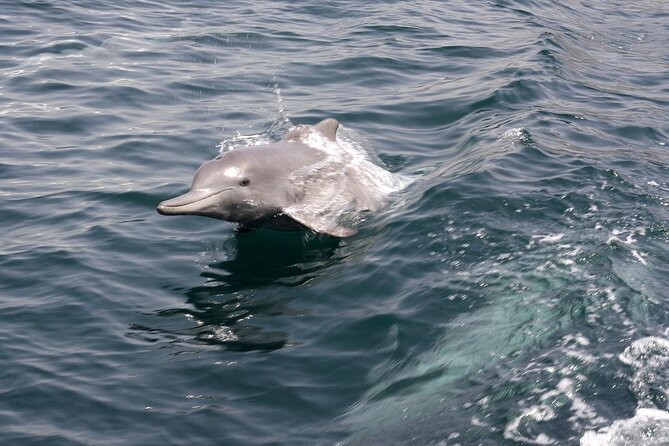 Khasab Musandam Half Day Dhow Cruise and Snorkeling Trip - What to Expect On Board: Comfort, Timing, and Group Flow