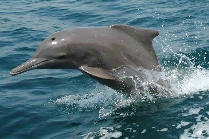 Khasab Musandam Half Day Dhow Cruise and Snorkeling Trip - Cruising the Musandam Fjords and Spotting Fishing Villages