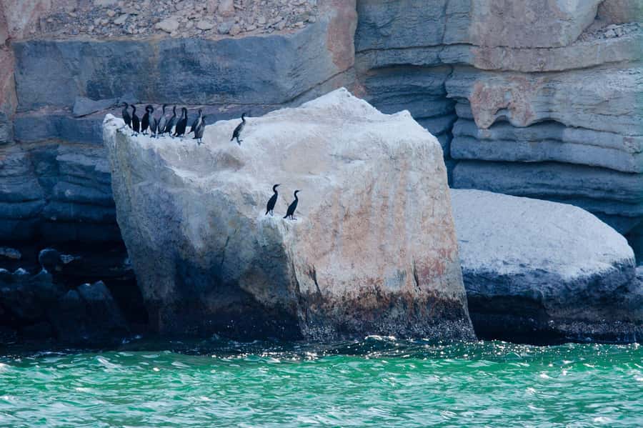 Khasab Musandam |Telegraph Island |Dhow Cruise | Dolphins - Price and Value: What $51 Actually Buys You