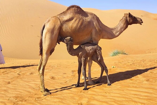Luxury Overnight Desert Safari in Salalah - Empty Quarter Dune Bashing: Rub al Khali at Full Intensity