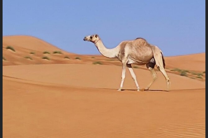 Luxury Overnight Desert Safari in Salalah - The Overnight That Makes It Feel Like Real Desert Safari Luxury