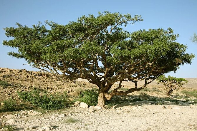 Luxury Overnight Desert Safari in Salalah - Omani Dinner by Fire and a Sunrise Wake-Up Plan