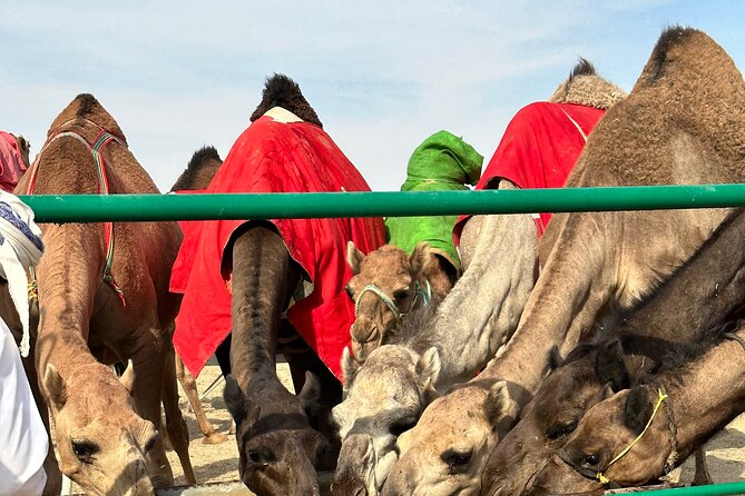 Luxury Overnight Desert Safari in Salalah - Price and What $250 Is Paying For