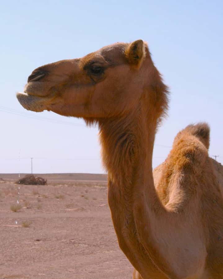 Luxury Overnight Desert Safari in Salalah - Sunrise and Breakfast: The Early Light Payoff