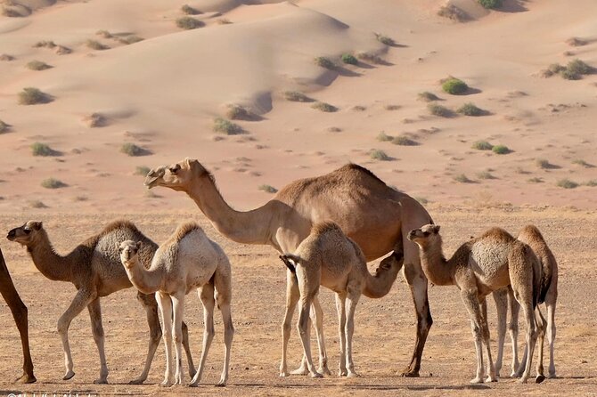 Luxury Sunset Desert Safari - Stop 4: Rub Al Khali dune bashing with professional local desert guides (2 hours 20 minutes)