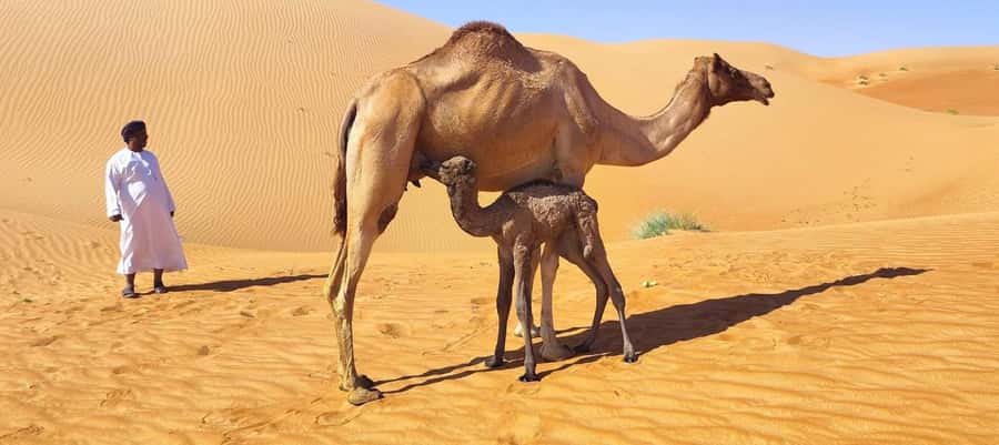 Luxury Sunset Desert Safari at Salalah Empty Quarter - Wadi Doka: Frankincense Tree National Park and the Scent of Oman