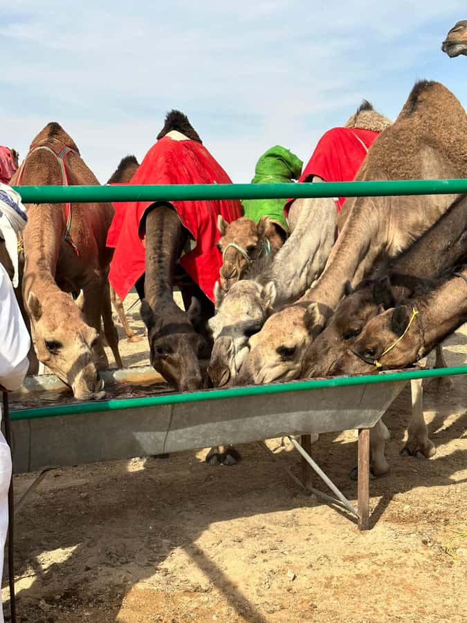 Luxury Sunset Desert Safari at Salalah Empty Quarter - Getting Back to Salalah, Plus an Optional Camel Meat Stop