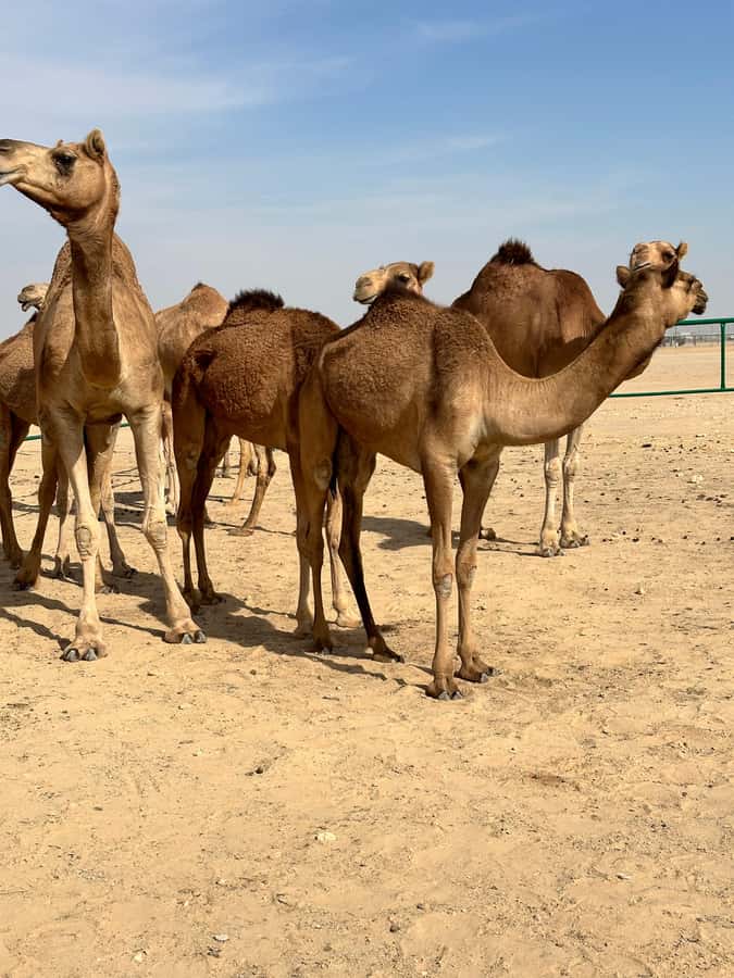 Magical Desert Safari By Land Cruise in Empty Quarter - Black camels in the middle of the desert