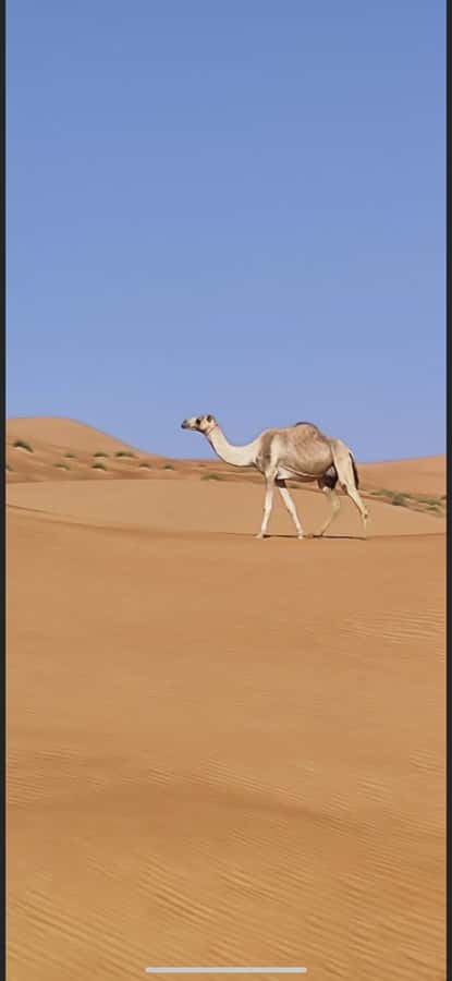 Magical Desert Safari By Land Cruise in Empty Quarter - Price and logistics: is $152 really good value?