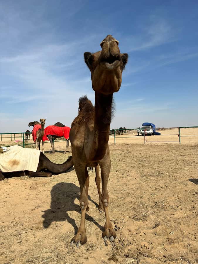 Magical Desert Safari By Land Cruise in Empty Quarter - What to pack and how to stay comfortable in the Empty Quarter