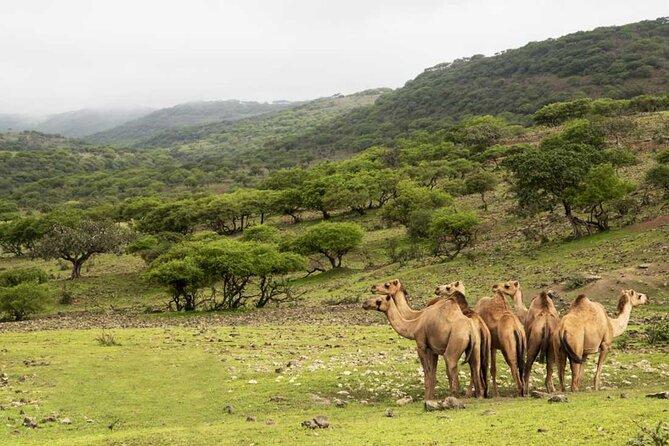 Mountain Safari, Camels, waterfalls & lunch (Group Tour) - Taqah start: fishing-town charm and the easiest coastal atmosphere