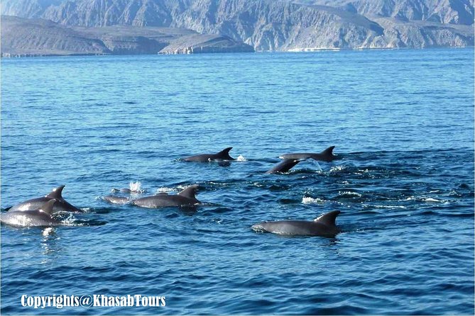 Musandam Khasab Day Trip and Dhow Cruise from Dubai - Dolphin watching: the part people remember
