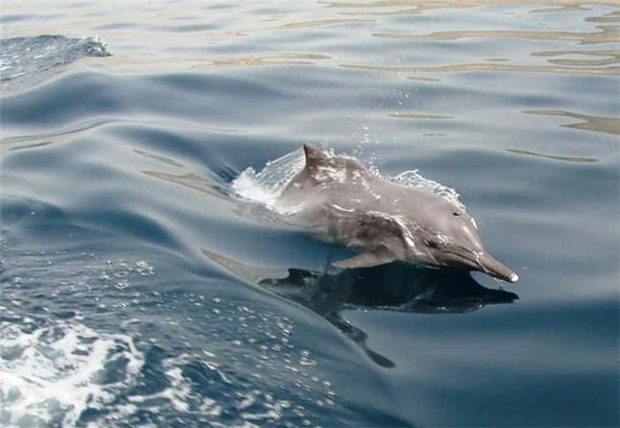 Musandam Khasab Full-Day Cruise with Transfers & Lunch - Telegraph Island: your main swim and snorkeling stop