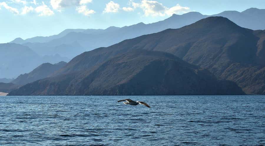 Musandam Khasab Full-Day Cruise with Transfers & Lunch - Who this cruise suits best, and who should think twice