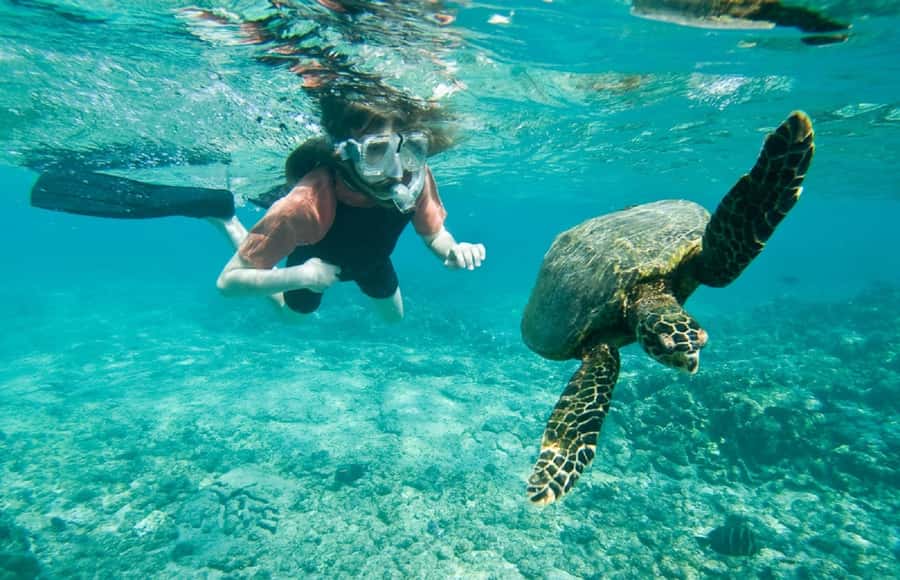 Muscat: 4-Hour Snorkeling Tour with Dolphin watching - Key Highlights You Will Feel Immediately