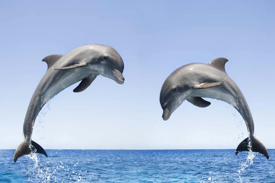 Muscat: 4-Hour Snorkeling Tour with Dolphin watching - What You Pay for at $90, and Whether It Feels Like Good Value