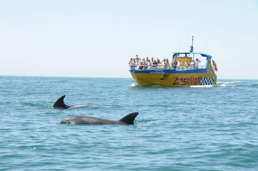 Muscat: 4-Hour Snorkeling Tour with Dolphin watching - Who This Snorkeling and Dolphin Tour Fits Best