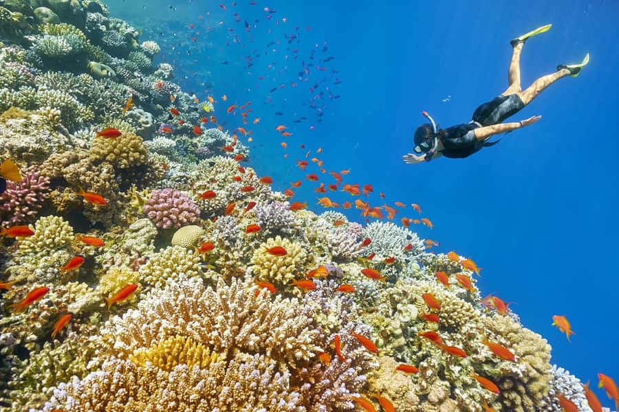 Muscat: 4-Hour Snorkeling Tour with Dolphin watching - Snorkeling the Arabian Coast, What You Can Actually Expect to See