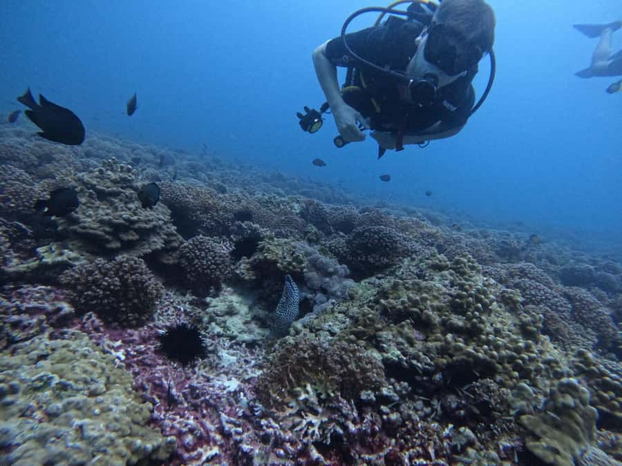 Muscat: Daymaniat Islands Scuba Diving for Beginners - Underwater Expectations: Breathing Under Pressure for the First Time